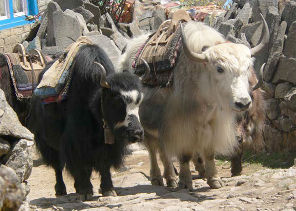 Empty yaks returning to Tibet, at Thamo