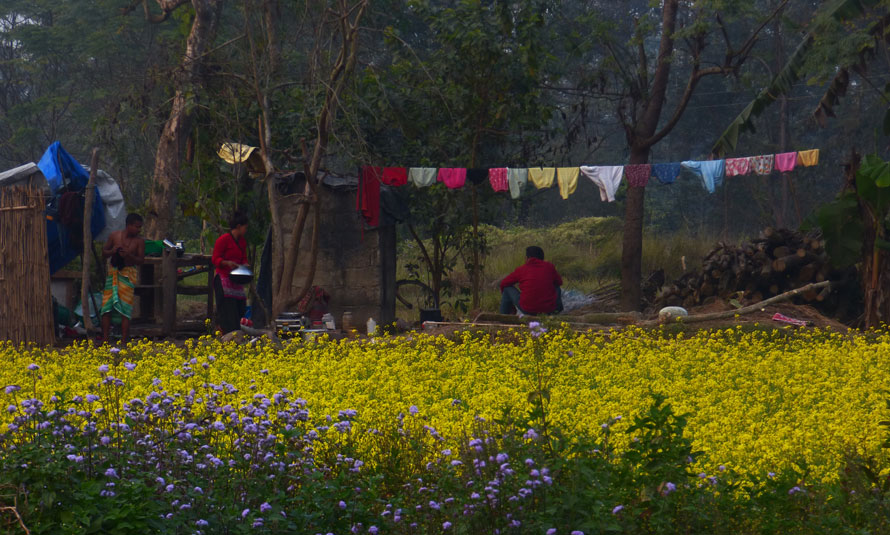 mustard field in Chitwan
