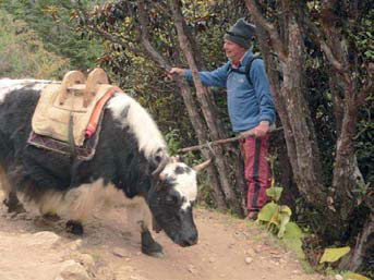 Des tries yak herding